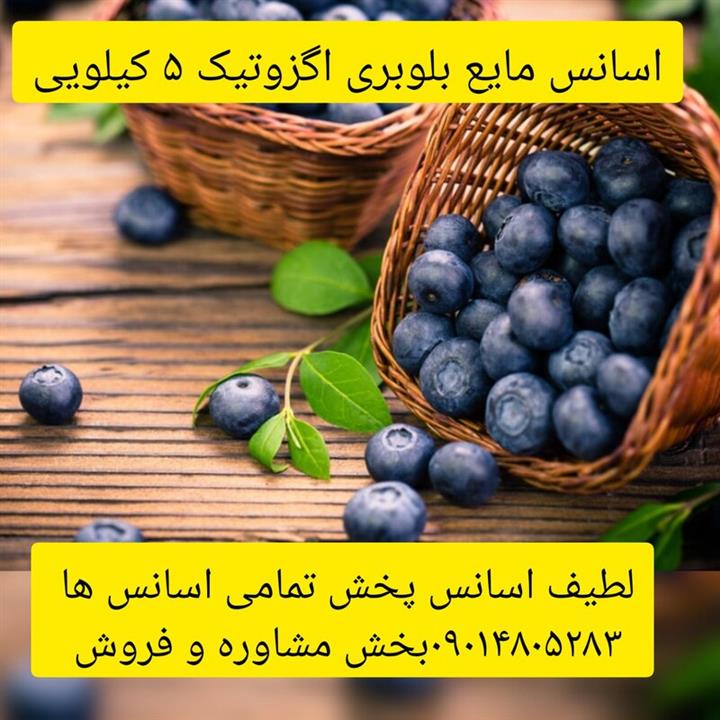 اسانس مایع بلوبری اگزوتیک 5 کیلویی طعم دهنده قوی